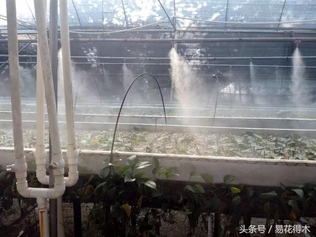 老枝杜鹃如何扦插,老枝杜鹃怎么扦插