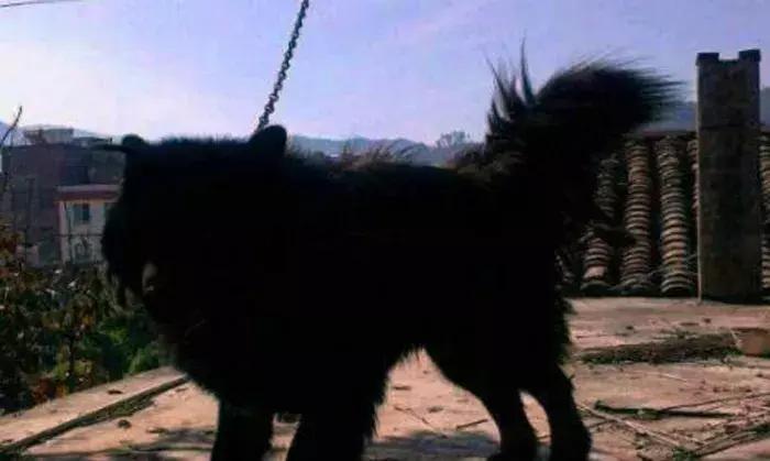 拉布拉多不养了怎么办,拉布拉多不护主人