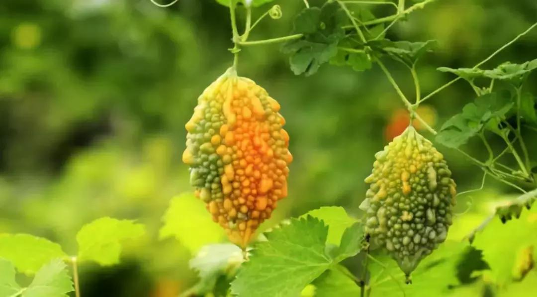 那些奇葩水果,哪些奇特的水果你吃过几种