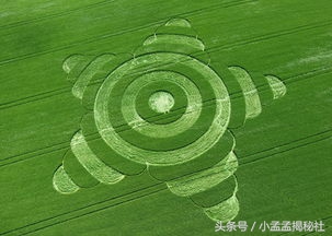 麦田怪圈的真相真是外星人所为吗,麦田怪圈是人类弄的吗