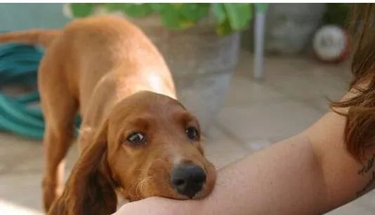 被猫抓伤咬伤可以不打针吗,人被可疑动物咬伤后如何处理伤口