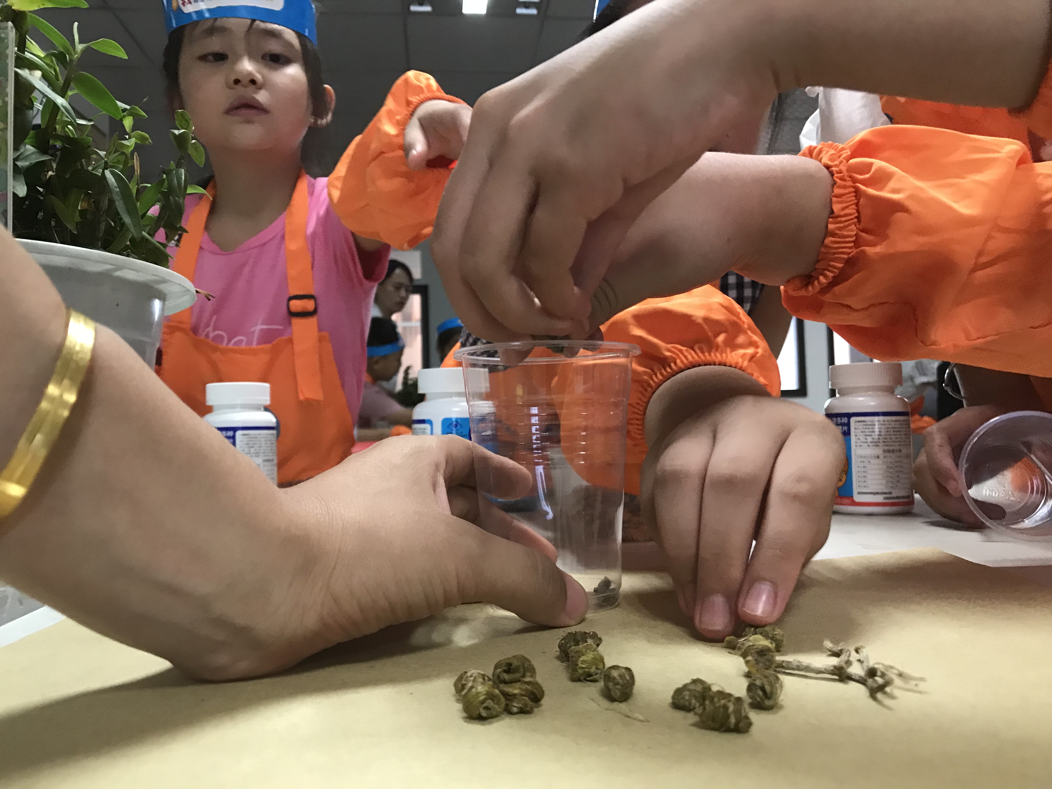 中华小药师夏令营第六课：认识神奇的仙草——石斛