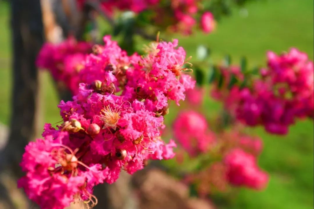 惊喜！8月24日黄姚花海景区免费入园了，这些“仙境”你舍得错过吗？