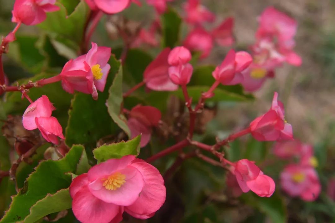 惊喜！8月24日黄姚花海景区免费入园了，这些“仙境”你舍得错过吗？