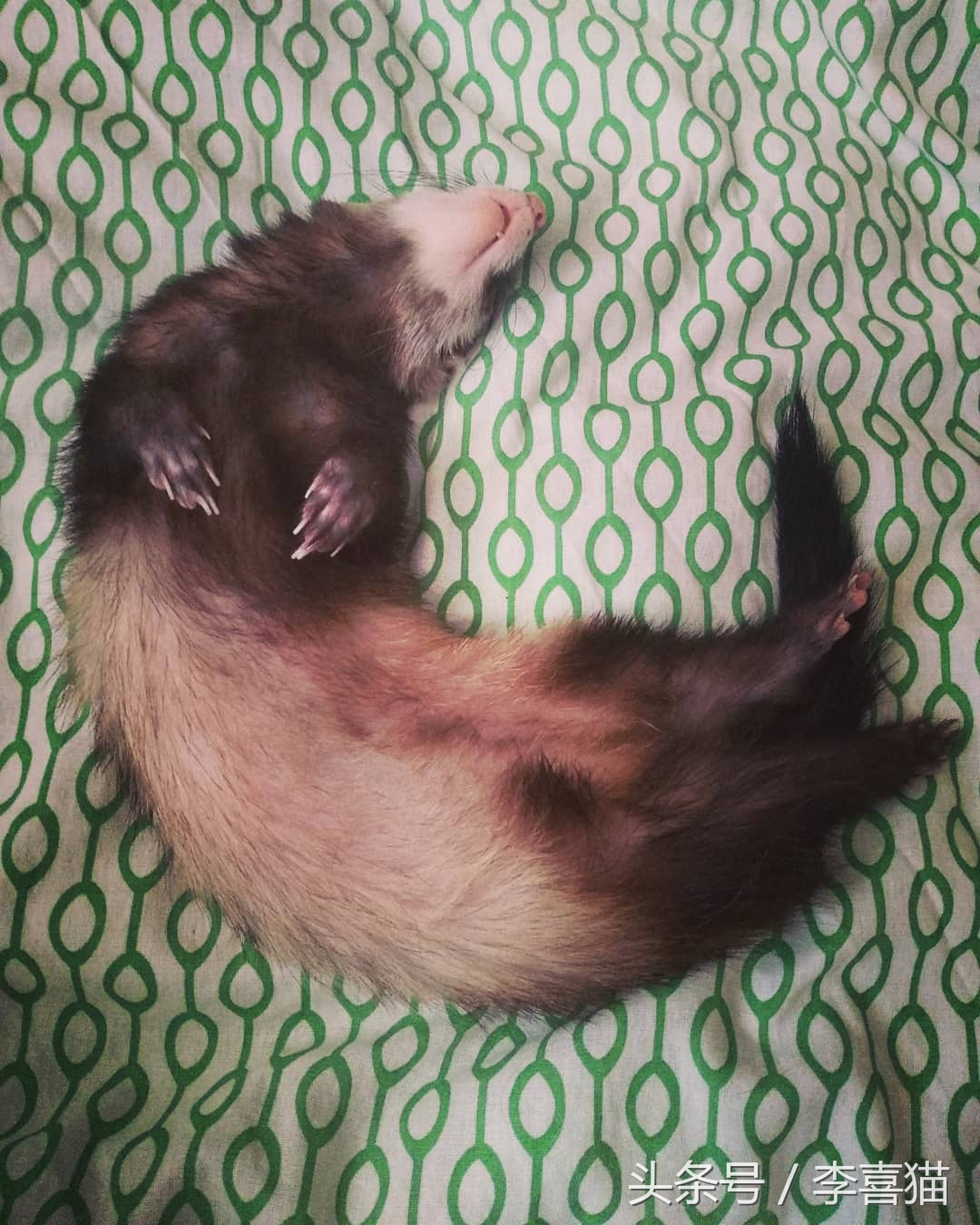 宠物貂宠物猫,宠物貂跟猫咪