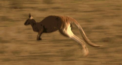 袋鼠袋子里是什么样的,袋鼠在妈妈袋子里的成长过程