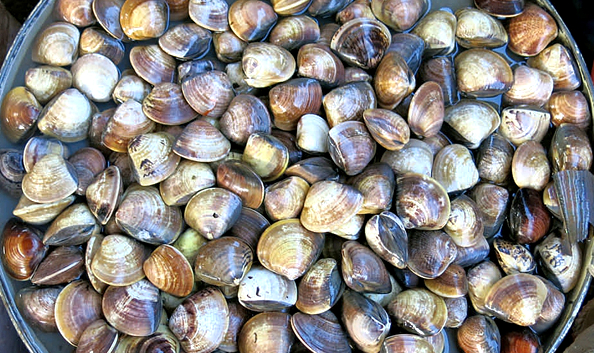 海边贝类种类,各种贝类的名称