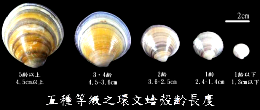 蛏子扇贝各种贝类如何区分,海鲜蛏的品种大全