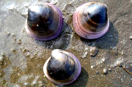 蛏子贝壳类海鲜,贝类海鲜有哪些毛蚶