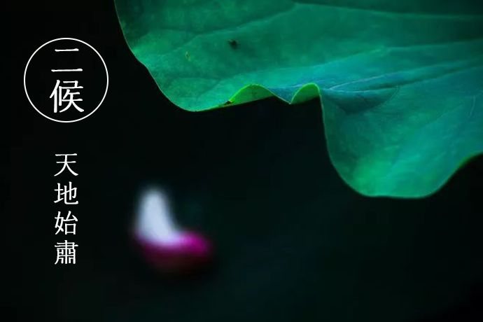 处暑节气绘画,处暑不出头割谷喂老牛什么意思