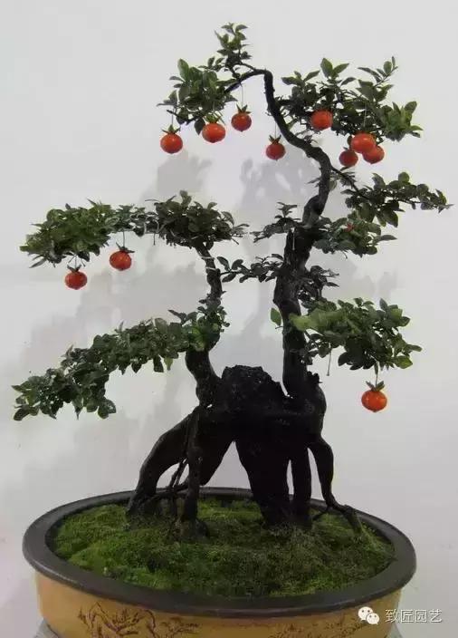 阳台养护金弹子盆景达人,金弹子盆景养护与管理