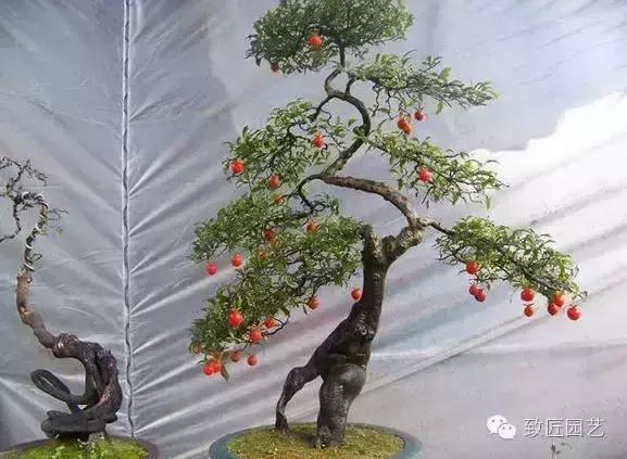 阳台养护金弹子盆景达人,金弹子盆景养护与管理