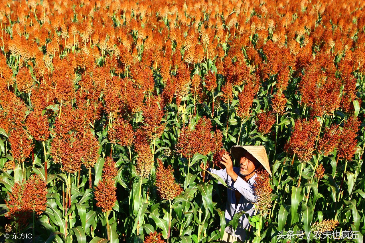 关于处暑的谚语四言绝句,处暑十句民间谚语揭示人生智慧