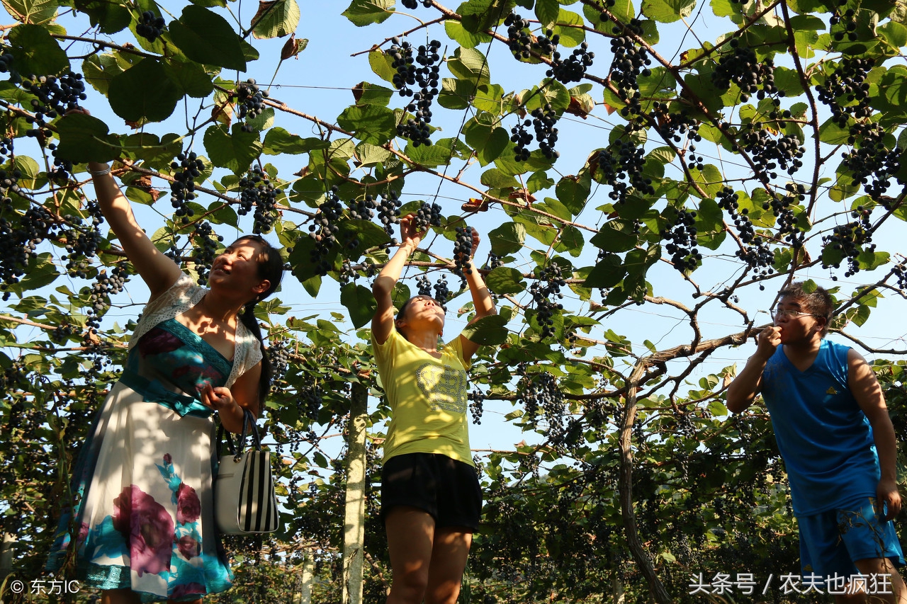 关于处暑的谚语四言绝句,处暑十句民间谚语揭示人生智慧