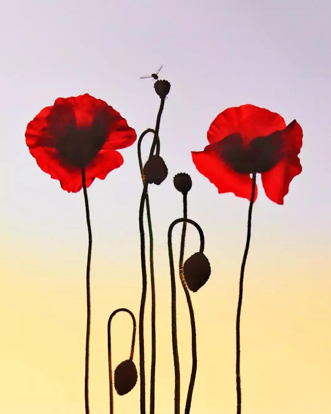 60后手机摄影发布的作品,60后手机摄影创作原声