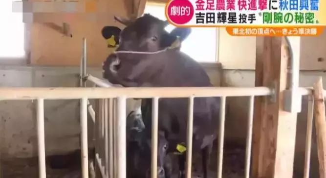 日本棒球甲子园开球,18年日本高中棒球赛甲子园