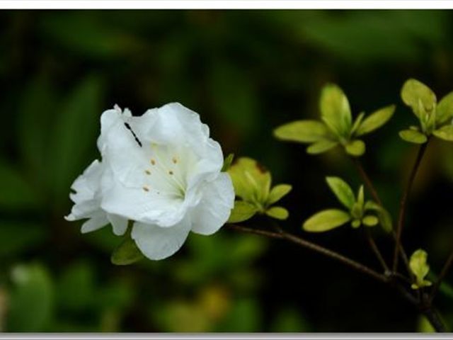 杜鹃花叶子发蔫落叶怎么办,杜鹃花叶子发褐怎么办