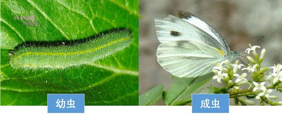 花菜有虫害怎么治,早春露地花菜有什么病虫害