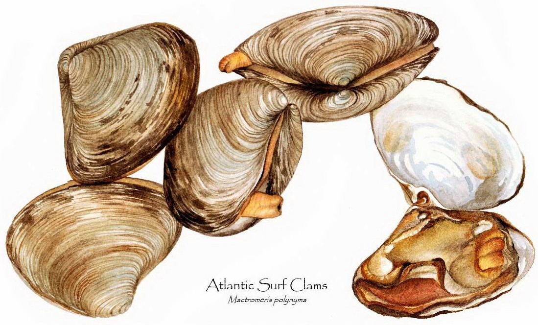 蛏子贝壳类海鲜,贝类海鲜有哪些毛蚶