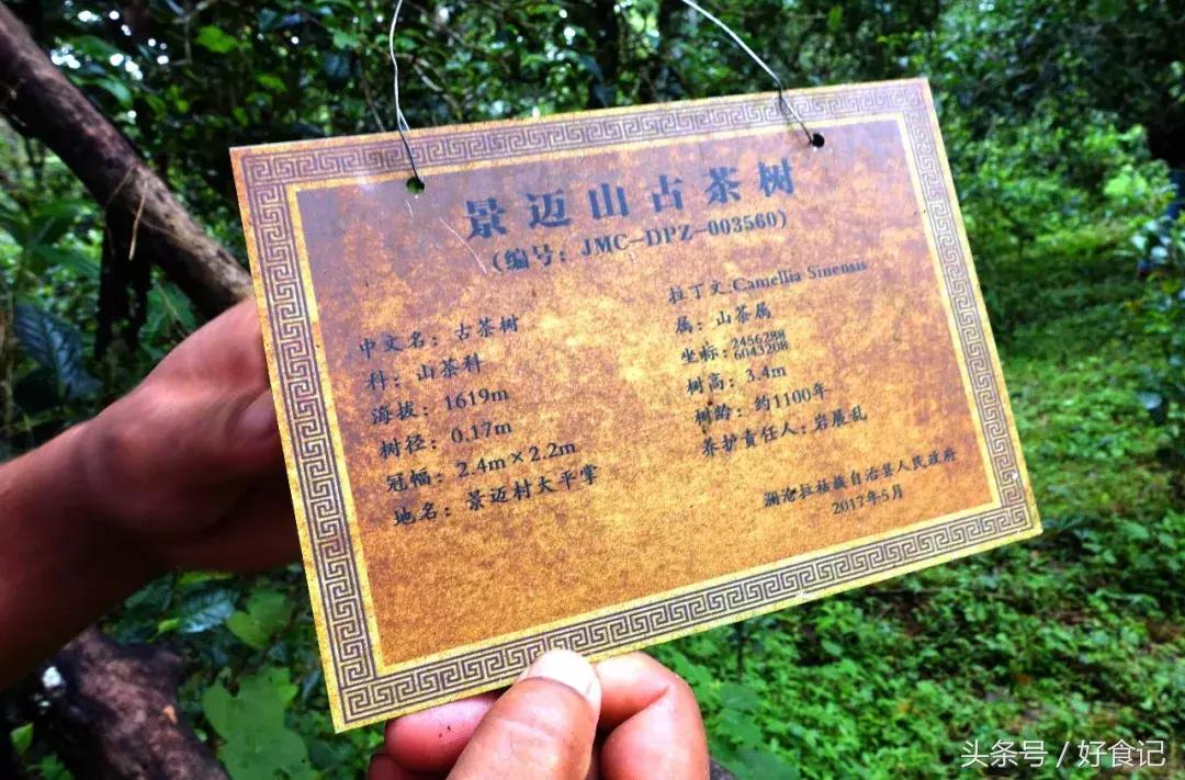 景迈有哪些寨子茶最贵,景迈山有村寨茶吗