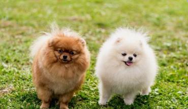 成都博美犬多少钱一只,黑色博美犬价格多少钱一只