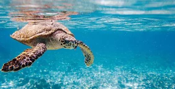 六个免签海岛颜值完爆马岱,值得去的海岛免签国家