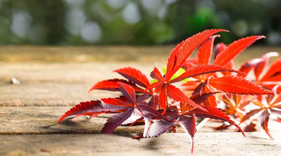 纳兰词十首最好的词的注解,最深情的一首纳兰词