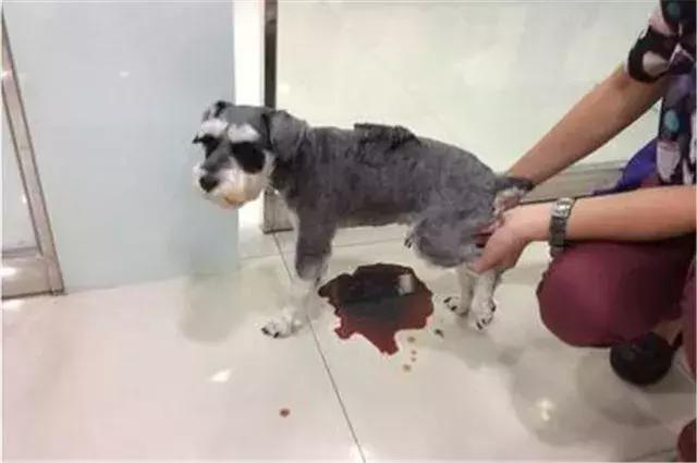 狗食物中毒肾衰竭,狗肾衰竭放弃治疗能活多久