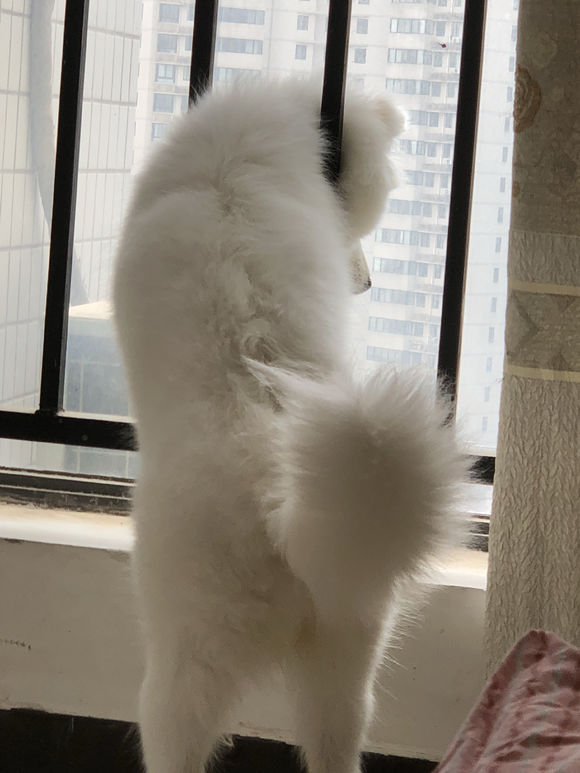 萨摩耶洗完澡后掉毛,萨摩耶遛完后回家怎么清理