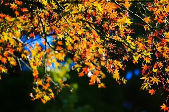 从没有哪座山有庐山的诗情画意,庐山有哪些有名的景观