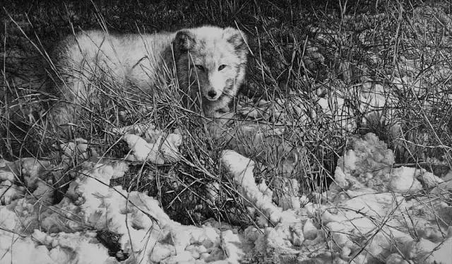 顶级超写实钢笔画,最惊艳的钢笔画大神