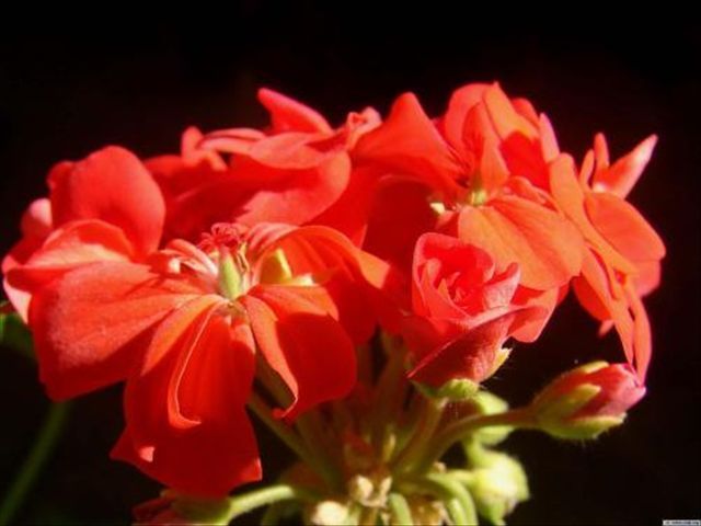 天竺葵病害一半叶枯萎,天竺葵常见的病虫害及防治方法