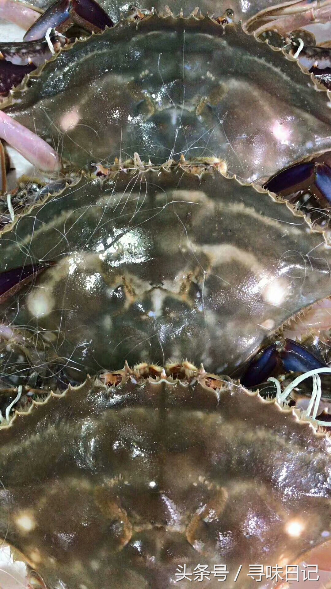 吃不完的梭子蟹怎么养起来,梭子蟹吃不习惯