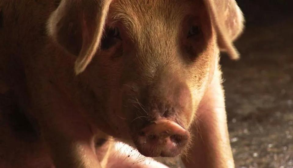 人赚他赔，人赔他赚？这个农业门外汉是怎么做的生意？