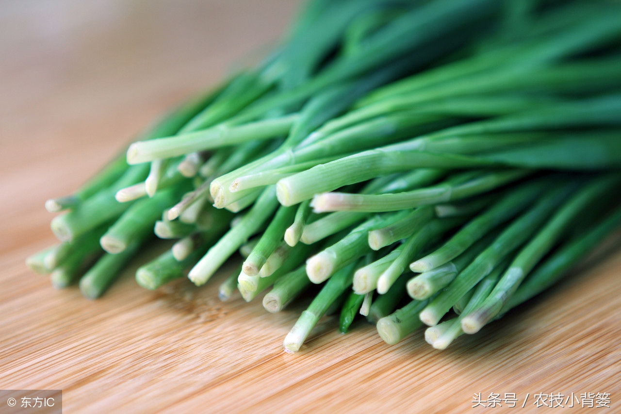 日本韭菜高产种植技术,如何种植又粗又青的韭菜