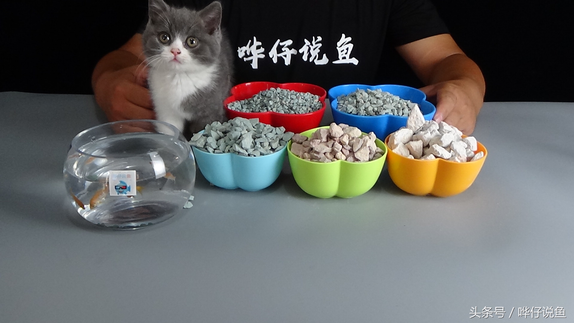 新手怎么养锦鲤才不会死,怎么才能养活锦鲤