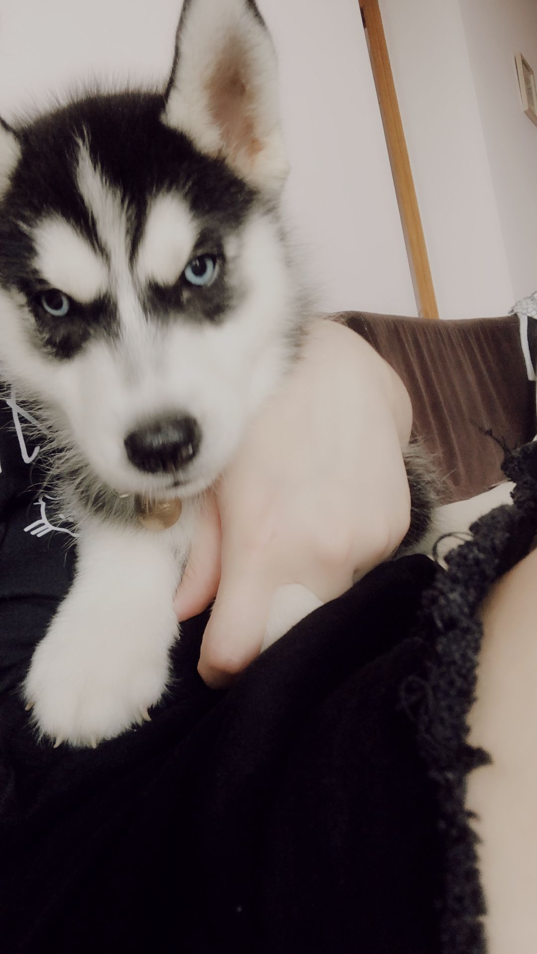 哈士奇折耳了怎么办,怎么照顾哈士奇