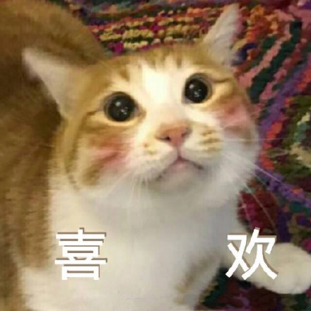 原来猫咪也会尴尬的表情包,猫咪真令人头大表情包