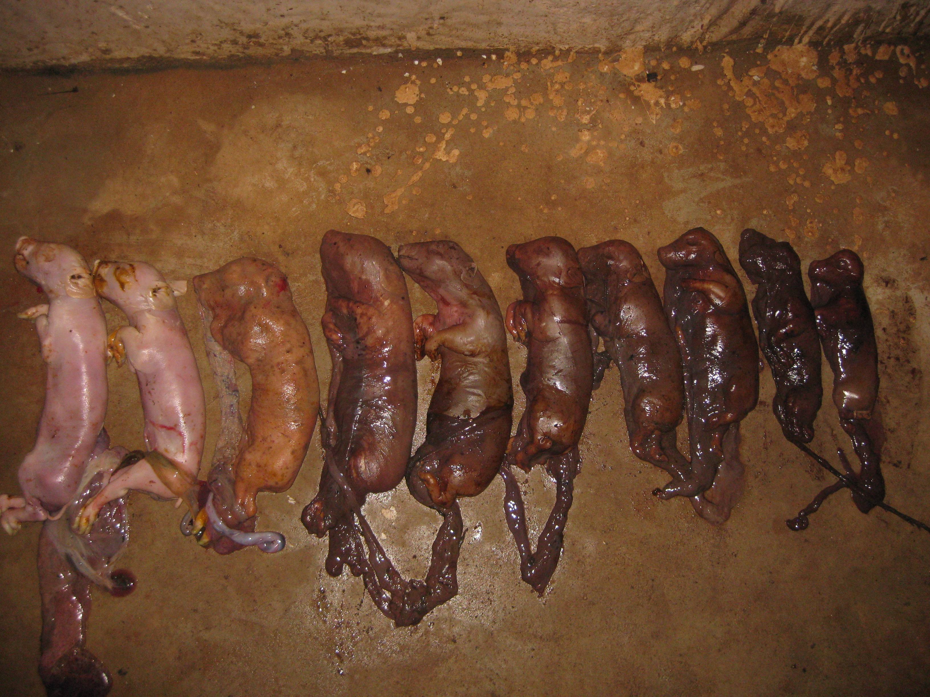 根据母猪产的死胎颜色判断疾病,母猪产下来死胎腐烂是什么原因