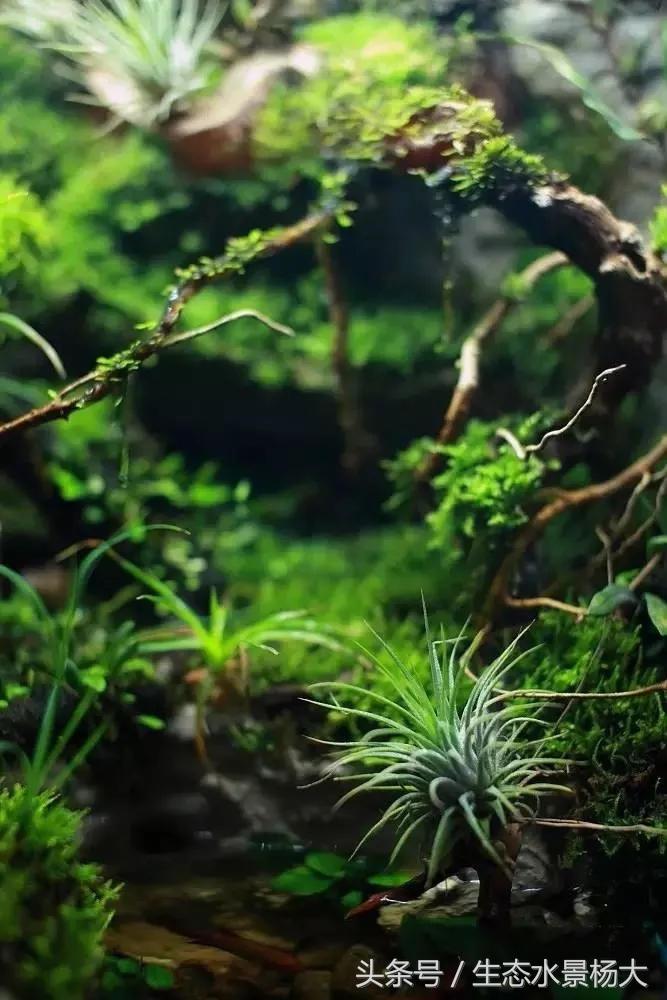 自己动手做水陆缸需要多少钱,第一次做缸视频教程