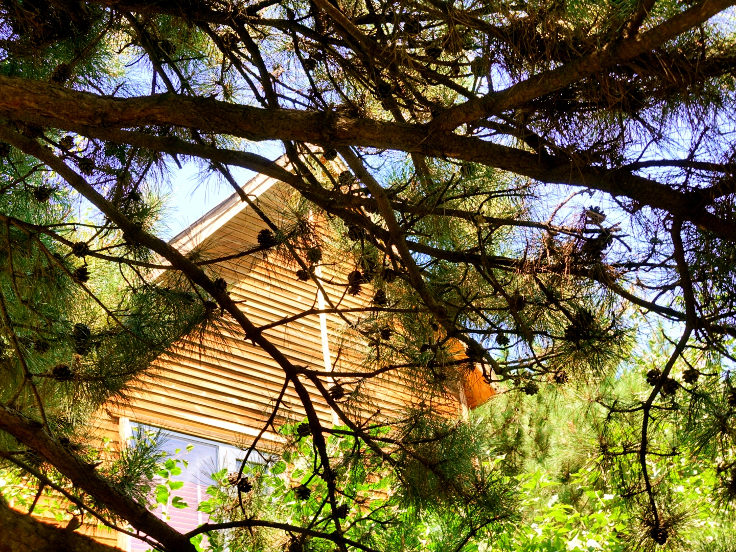 大森林里的小木屋秋雨后美成让人窒息云海小木屋离北京120公里