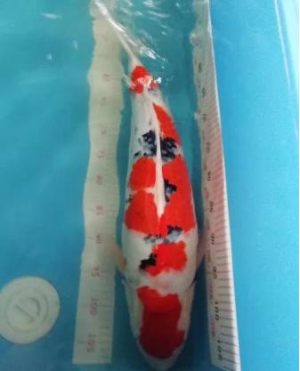 天气热锦鲤在池底不动,天太热锦鲤不怎么动