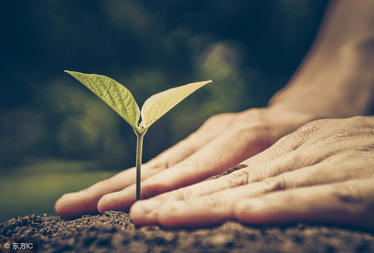 花是植物的生殖器：从生理到伦理，“性教育”的程序，你对了吗？