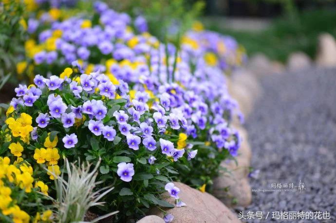 开满鲜花的小路教学设计一等奖,园丁培植万朵花
