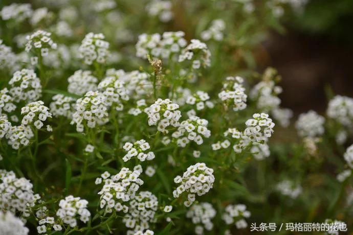 园丁修剪灌木,开满鲜花的小路教学设计一等奖
