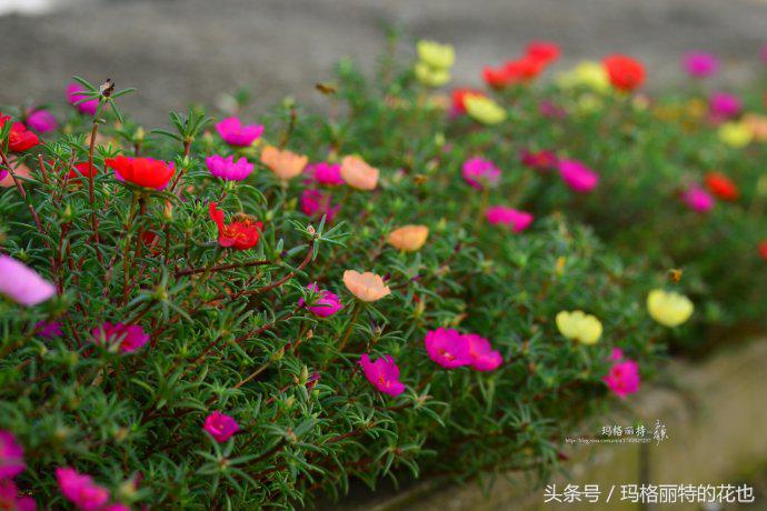 开满鲜花的小路教学设计一等奖,园丁培植万朵花