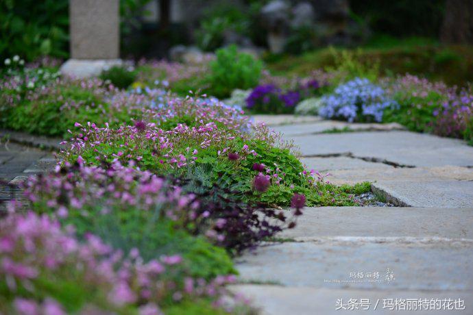 园丁修剪灌木,开满鲜花的小路教学设计一等奖