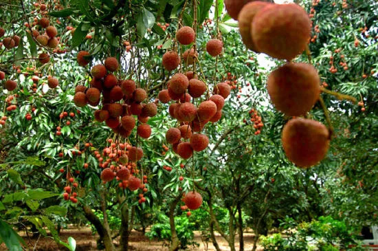 「词风雅韵」傅瑜｜如流诗韵入吟笺