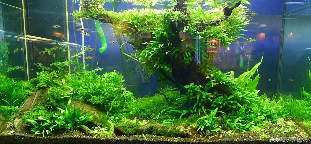 热带观赏鱼全套,热带观赏鱼大型最好养的品种