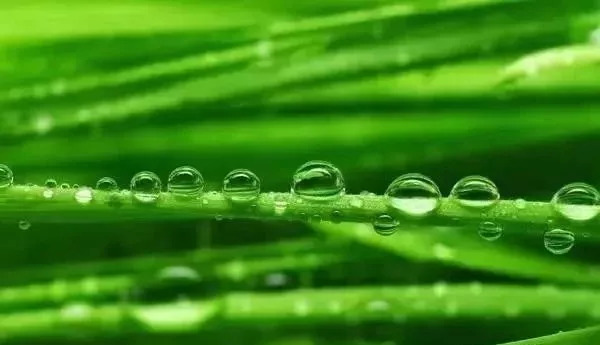 农资店老板透露了一个混合配方,各种农药的配兑技巧分享给农友们